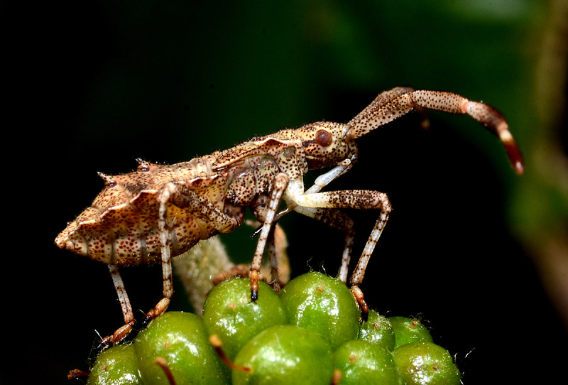 ninfa di Coreidae: cfr. Coreus marginatus